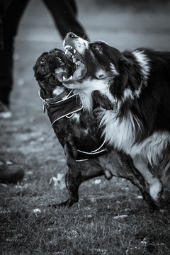 Bild 78 - Hundeshooting